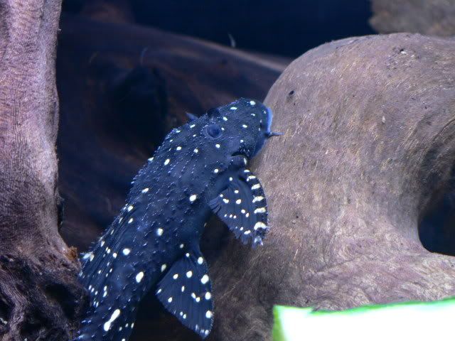 Picture036.jpg