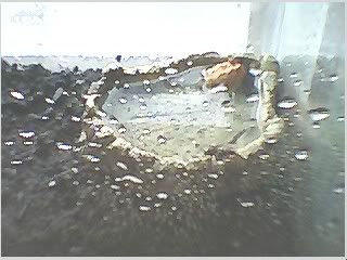 soilfrog3.jpg