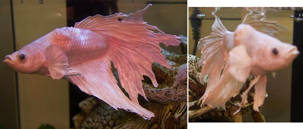 fish_zpsc257abdf.jpg