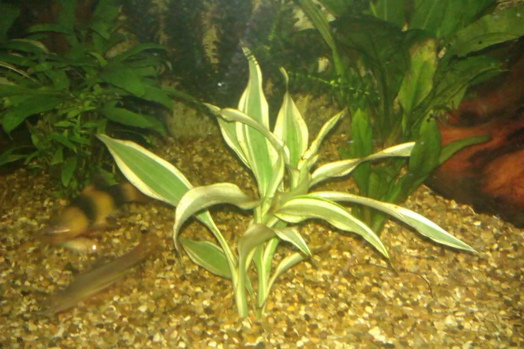 plant.jpg