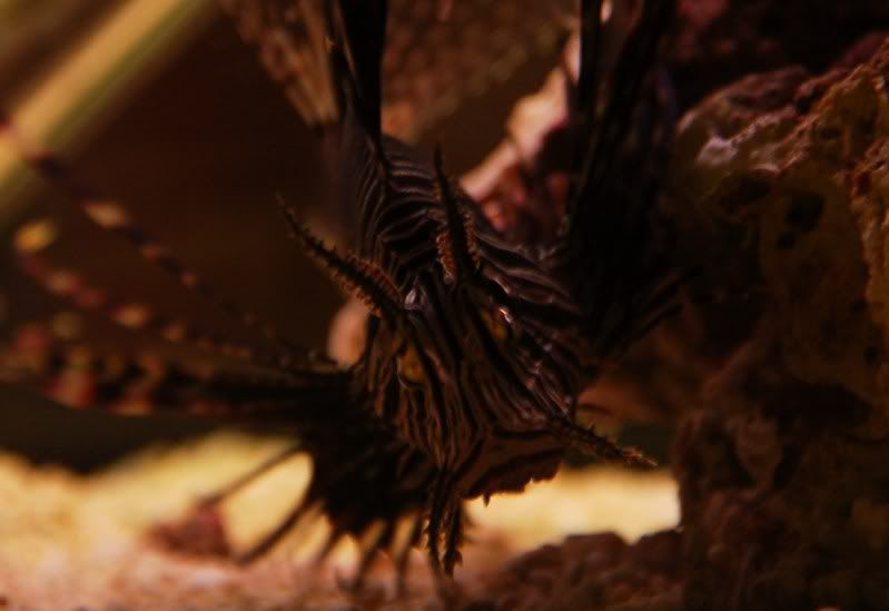 lionfish2.jpg