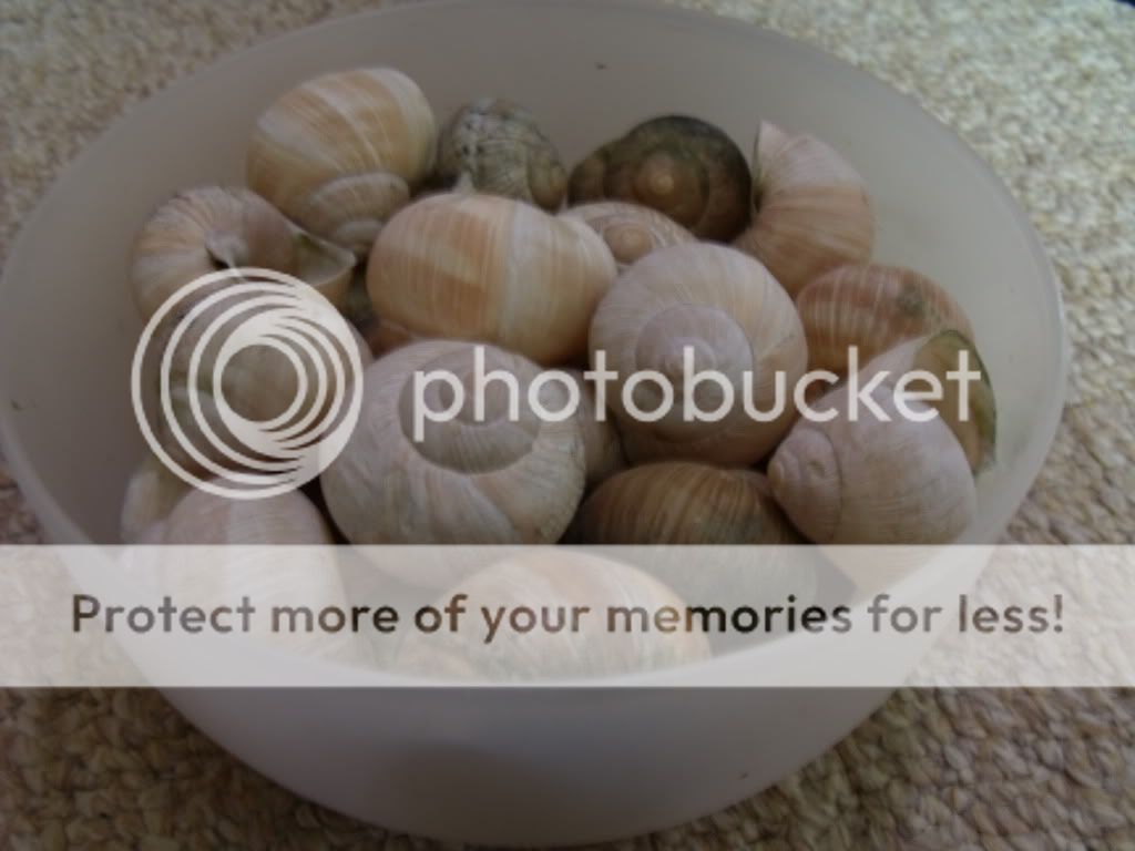 DSCF1596.jpg