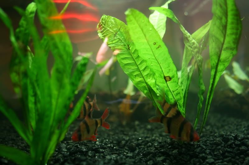 20GallonPlanted44.jpg