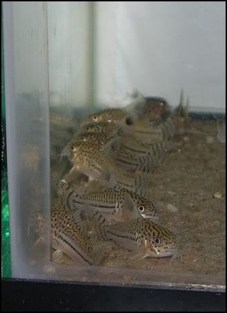 Ctrilineatus9-29-20.jpg