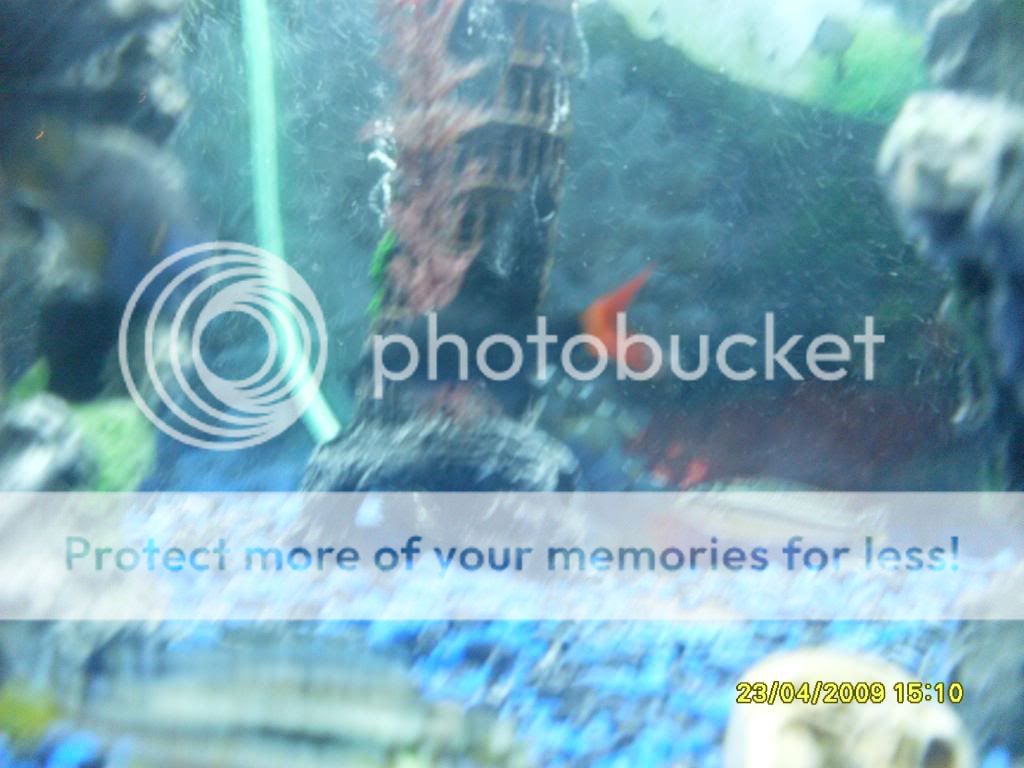 mycichlids004.jpg