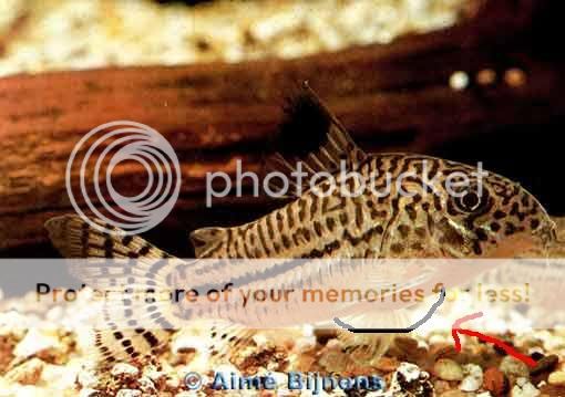 coryprob.jpg