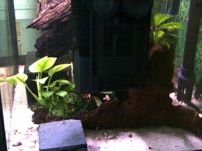 IMG-20110708-00122.jpg