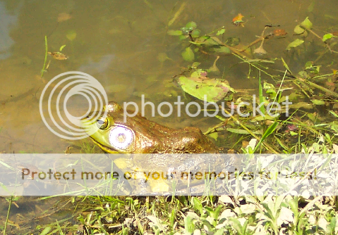 frog.png