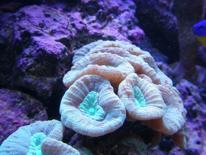 Fish2-10-07052.jpg