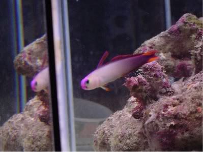 firefish5.jpg
