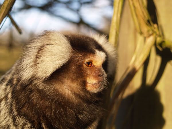 marmoset.jpg