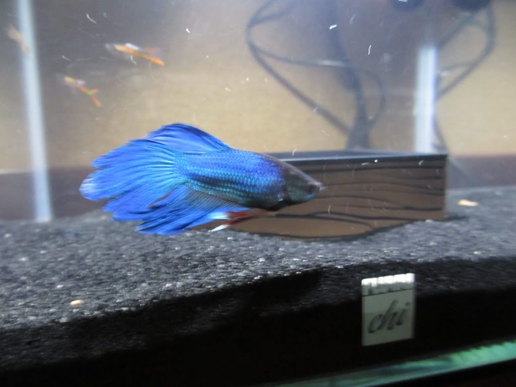 fishpics2003-1.jpg
