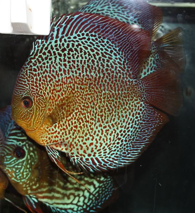 fish.jpg