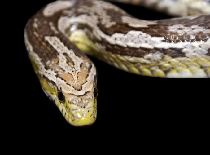 Snake2Oct06.jpg
