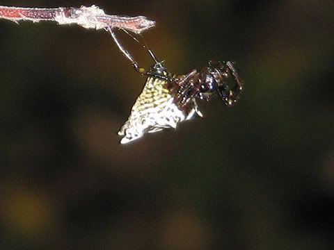 CrabSpider.jpg