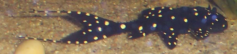 fish004.jpg