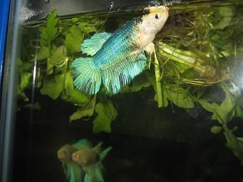 bettas026.jpg