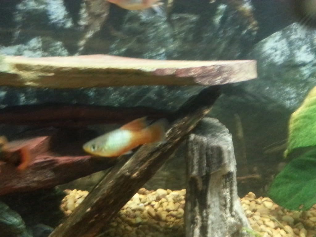 20130611_193634_zps36491fa7.jpg