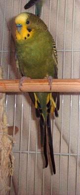 bird.jpg