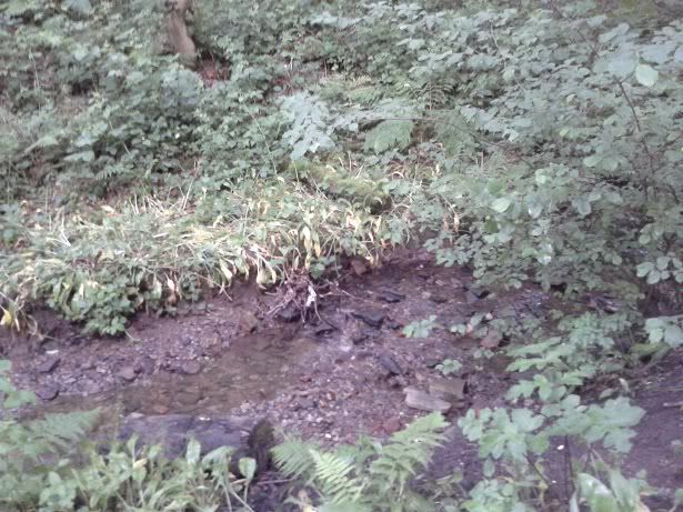 2012-06-20194608.jpg