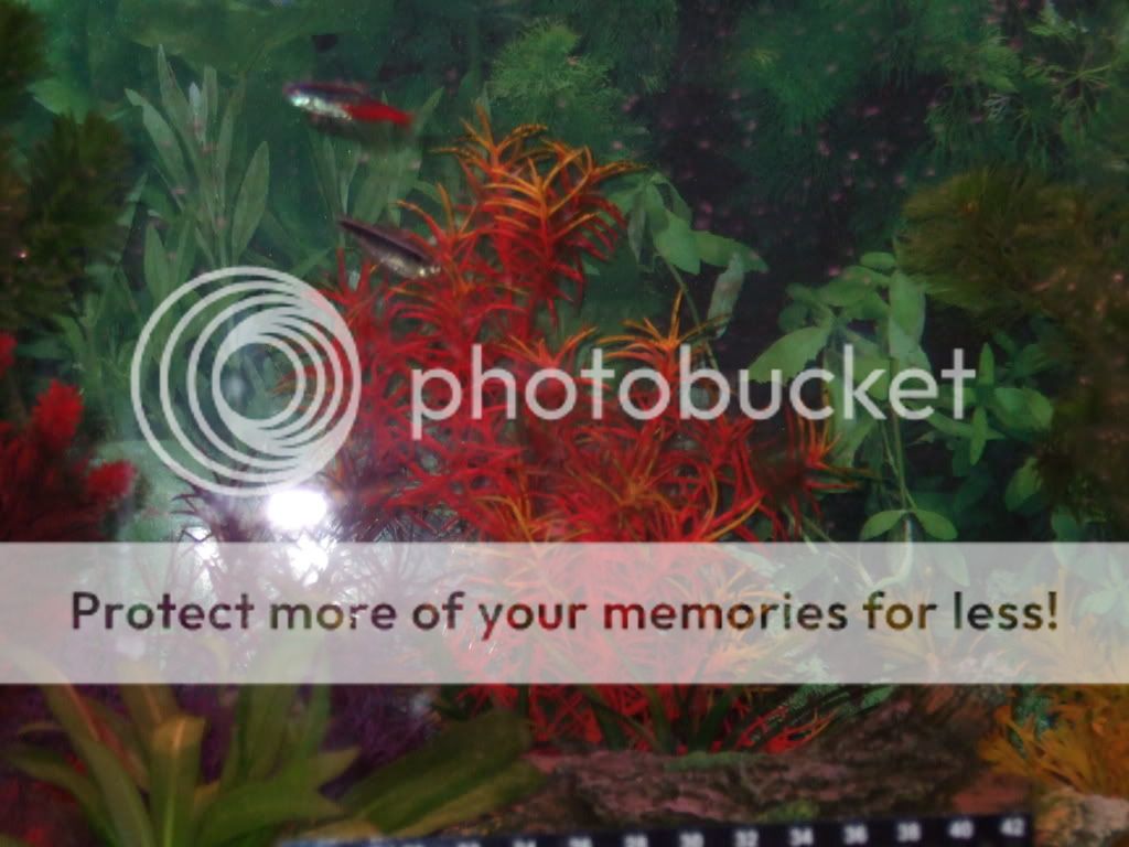 fishtankphotos078.jpg
