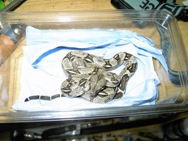 PICT0060.jpg