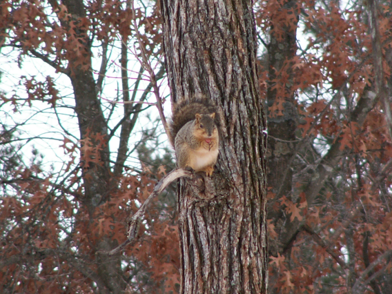 1Squirrel2.png