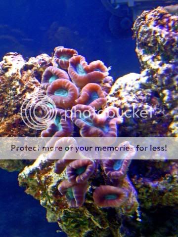 2009_0523Reef0020a.jpg