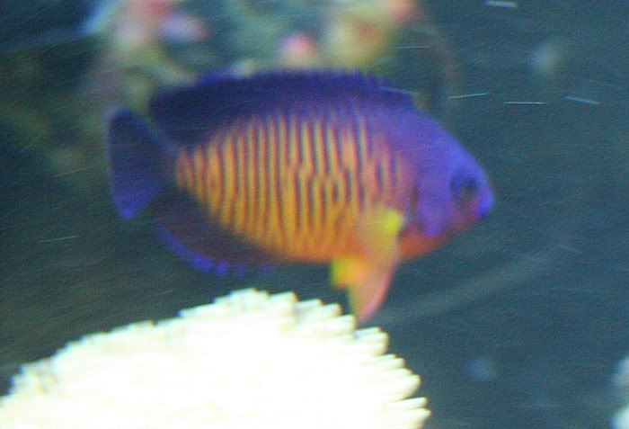 fishtank11thmay2010013.jpg