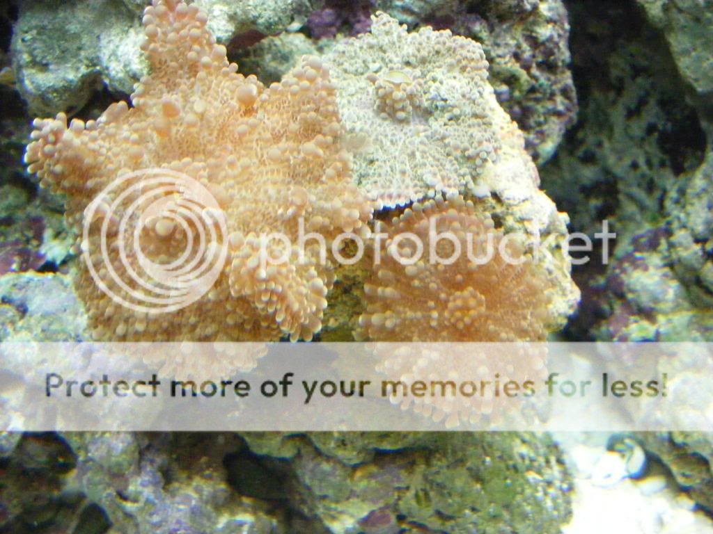 2010_0222corals0004.jpg