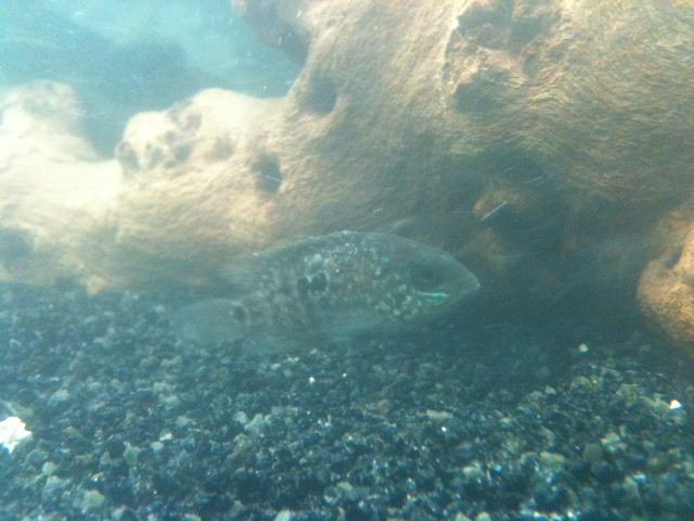 cichlid3.png