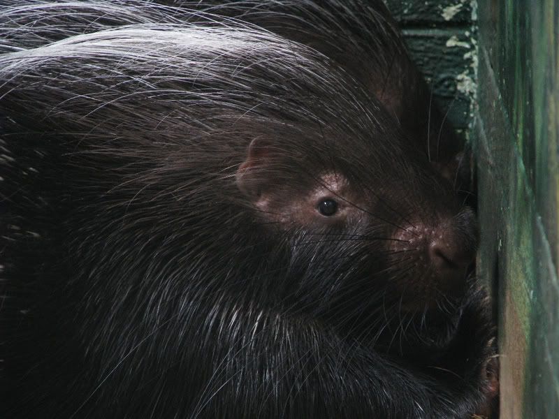 AfricanPorcupines2.jpg