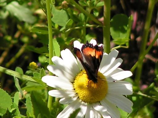 PICT0168.jpg