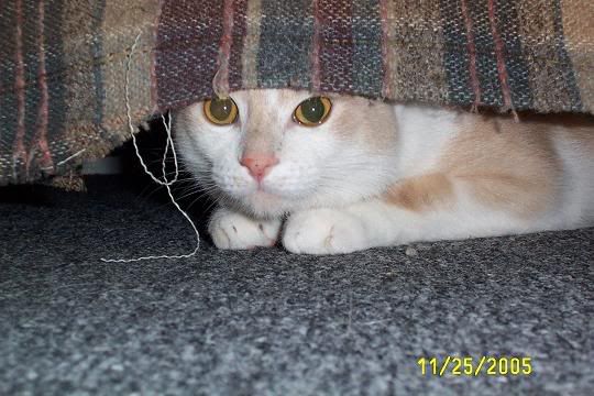 MEKO234.jpg
