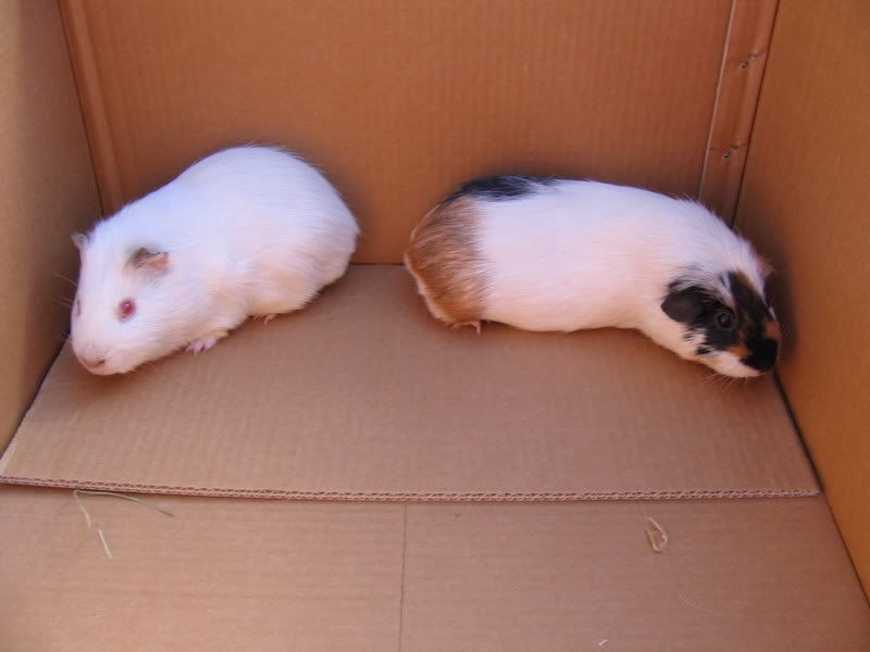 piggys004.jpg