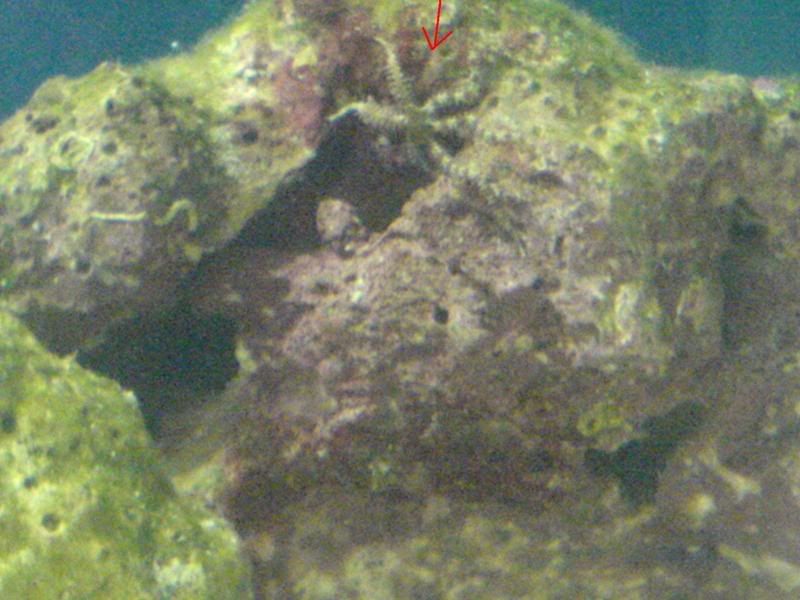 starfish5.jpg