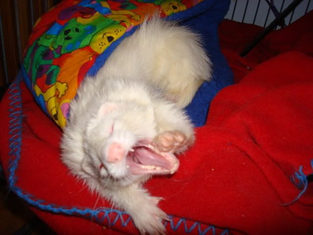ferrets003.jpg