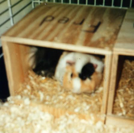 guineas.jpg