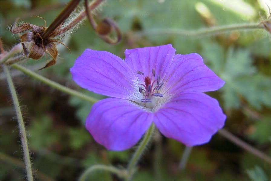 geranium.jpg