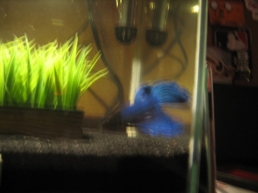 fish033.jpg