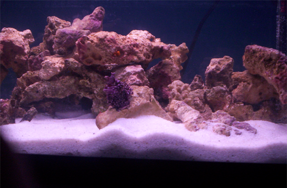 coral3.png