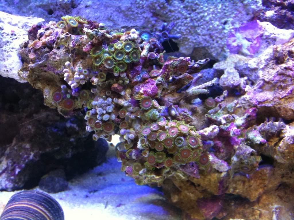 zooanthidsopeningup.jpg