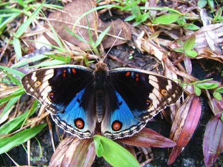 butterfly-zoo.jpg