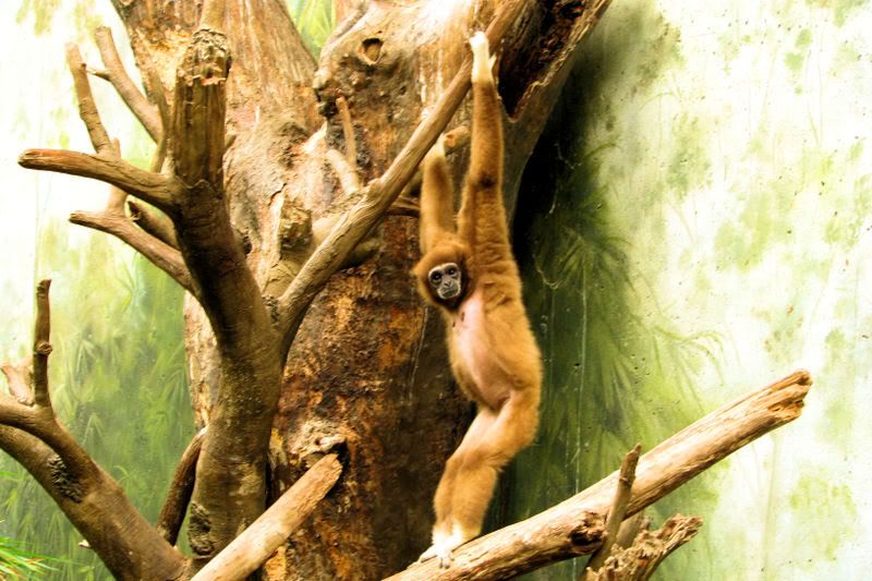 monkey1.jpg