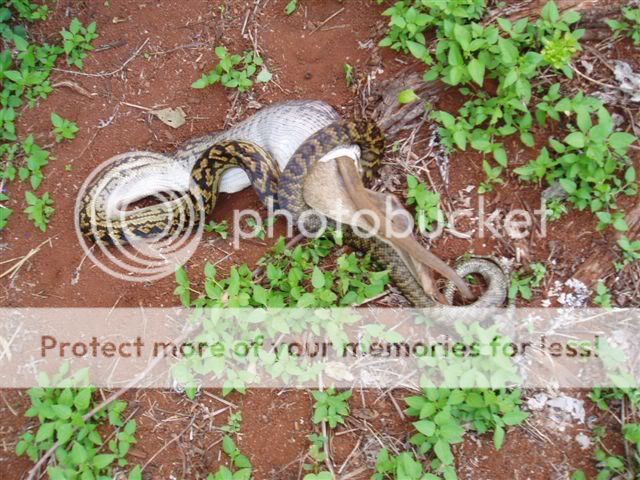 snake7.jpg