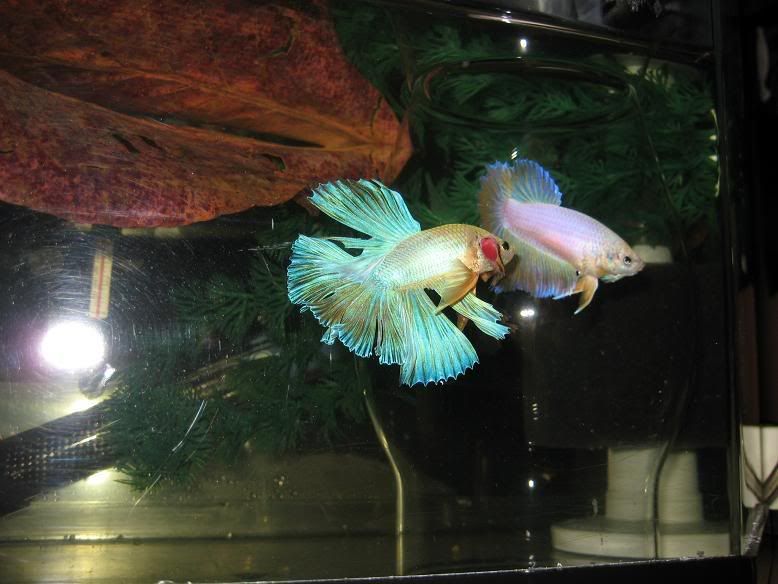 fish348.jpg