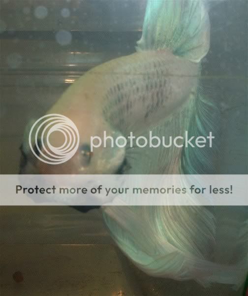 0000000000000bbetta3.jpg