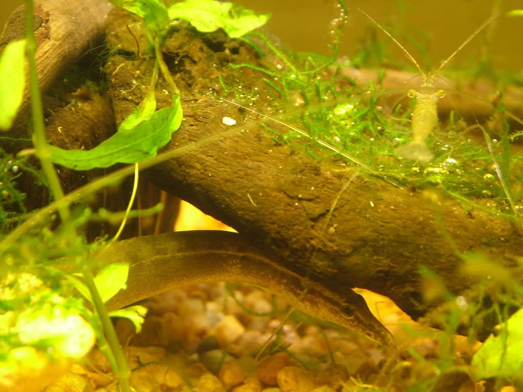 shrimpandeel.jpg