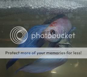 0000000000000betta.jpg