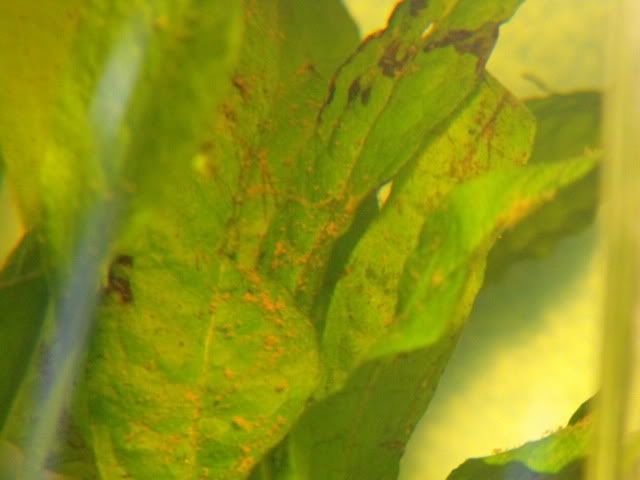 2010_0507algae0009.jpg